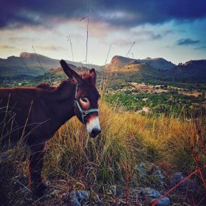 YourHouse Son Morey villa