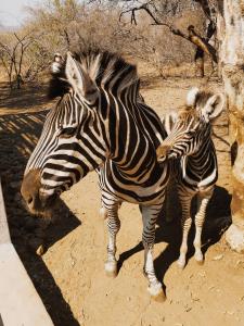 Kube at Kruger