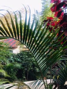 Coorg Orange Blossom Resort and Spa