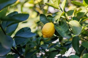 Boutique Hotel Los Limoneros