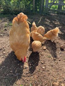 Luxury barn in Cotswolds with natural pool