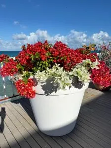 Ocean Garden Studio I - Dickenson Bay