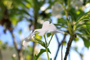 Gorgeous 1 Bed Pool Villa, Walk To Beach, Shops