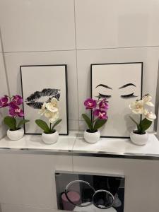 Neue Orchideen-apartments Im Haus