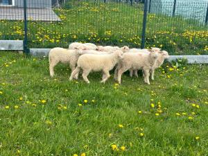 Górski Azyl Apartament Kluszkowce