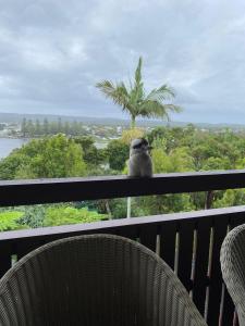 Pacific Palms - Evans Head