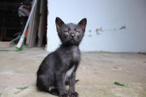 Chrisma Bed and Breakfast