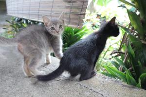 Chrisma Bed and Breakfast