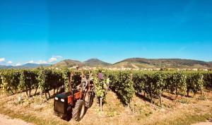 Appartements Gites Thirion : photos des chambres