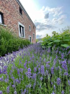Suite de luxe proche du circuit - Francorchamps