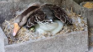 Appartements Gite a la ferme Chez Chris : photos des chambres