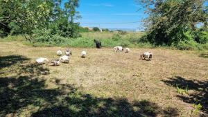 Appartements Gite a la ferme Chez Chris : photos des chambres
