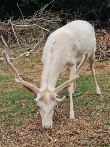 Scarborough Home - Waimate