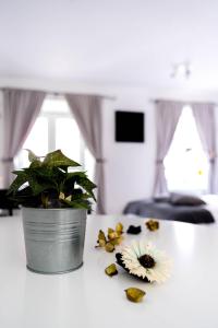 One-Bedroom Suite room in 9 Kingscourt House