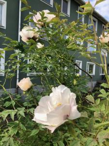 Esplanadens vandrarhem i Oxelösund