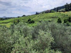 Casa vacanze colline lucchesi