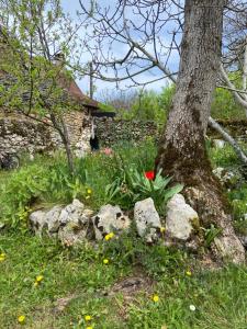 Maisons de vacances Gites sur Le Causse de St CHELS, charme sport et detente : photos des chambres