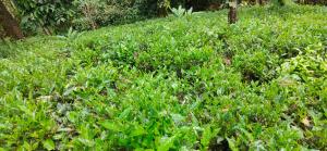 Robins Paradise Vagamon