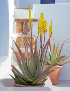 Xinara House Old Blacksmiths