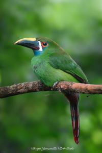 San Felipe Lodge. Birding and Wellness
