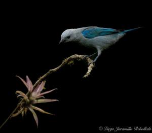 San Felipe Lodge. Birding and Wellness