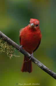 San Felipe Lodge. Birding and Wellness