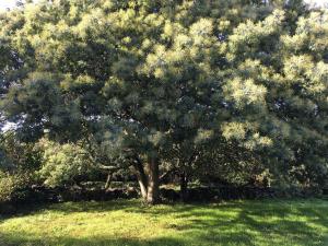 Maisons de vacances Maison charmante au calme avec jardin a Kerlard - FR-1-813-24 : photos des chambres