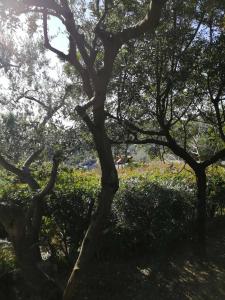 Sa Domu De Orrì al Mare img26