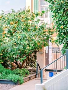 Hotel Lemon