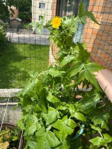 Woody Style Apartment near Langenhagen Airport