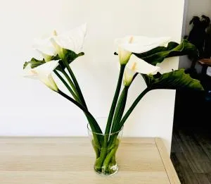 La Moraleja de Sita - Hoznayo