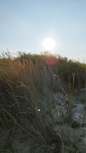 Каравана The Jungle