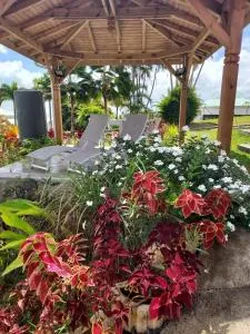 LE PETIT PARADIS - Sofaïa