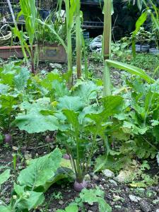 Twin garden Homestay