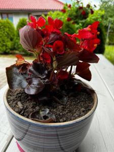 Domek Machowino w Dolinie nad Stawem