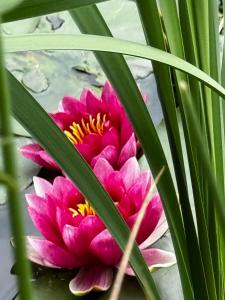 Domek Machowino w Dolinie nad Stawem