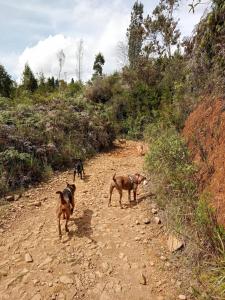 KITE KIWE LODGE - Parque Arvi