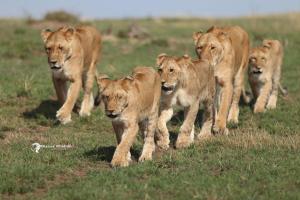 Savannah Solace Mara Camp