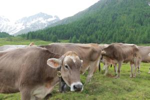 Appartamento ACHILLEA