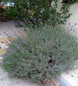 Apartments by the sea Cove Osibova, Brac - 23774