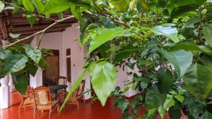 Shenahi Homestay Hiriketiya