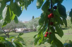 Villas Sous le figuier : photos des chambres