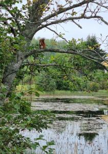 Tunneltent, minicamping Nästorp broa