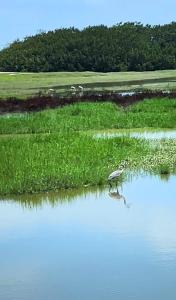 Apartamento PAZ I Rustica House