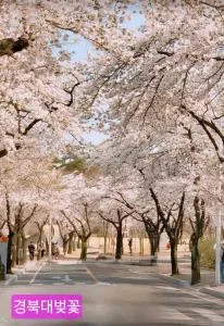 경북대 벚꽃 축제, 프라이빗 로맨틱 테라스, 무료주차, 2룸 - Idong-ni 경북대 벚꽃 축제, 프라이빗 로맨틱 테라스, 무료주차, 2룸 - Idong-ni