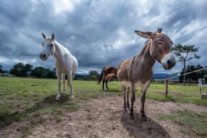 Rustic Reins