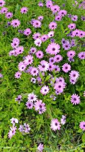 Villa Elisabetta img11