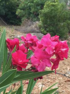 Villas Villa ATHENA : photos des chambres