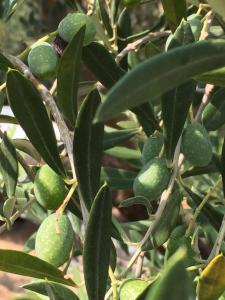 Villas Villa ATHENA : photos des chambres