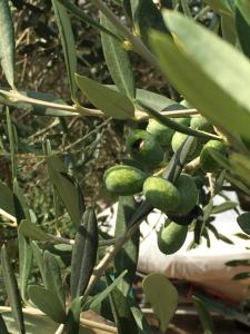 Villas Villa ATHENA : photos des chambres